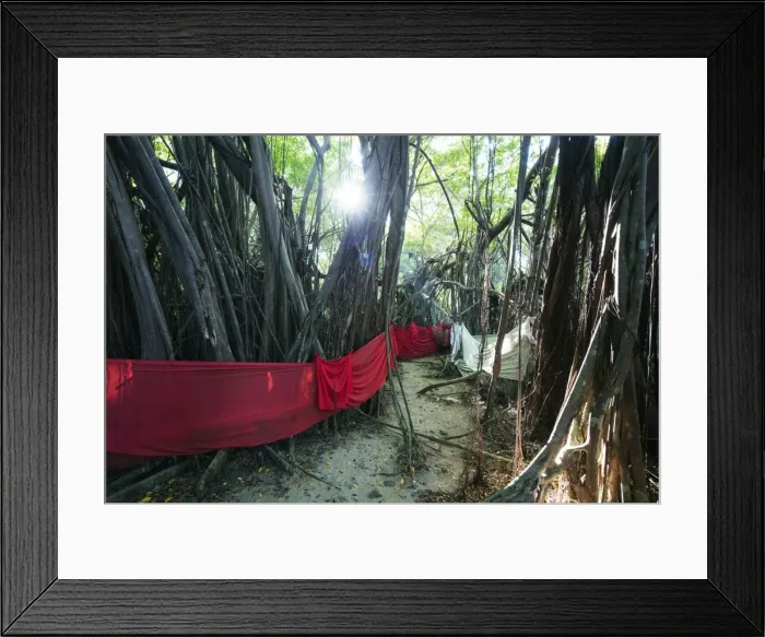Framed Print : Sacred Baobab tree, Nosy Be Island, northern area, Madagascar, Africa Framed Print : Sacred Baobab tree, Nosy Be Island, northern area, Madagascar, Africa