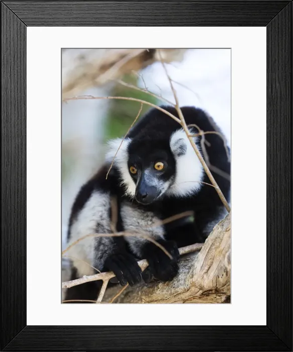 Framed Print : Male black-and-white ruffed lemur (Varecia variegata), Nosy Iranja, northern area Framed Print : Male black-and-white ruffed lemur (Varecia variegata), Nosy Iranja, northern area