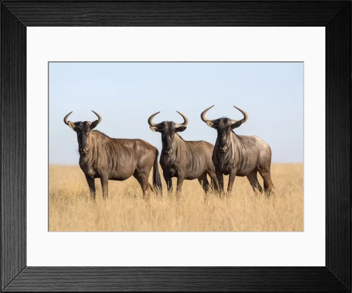 Framed Print : Common (blue) wildebeest (gnu) (Connochaetes taurinus), Mokala National Park, South Africa Framed Print : Common (blue) wildebeest (gnu) (Connochaetes taurinus), Mokala National Park, South Africa