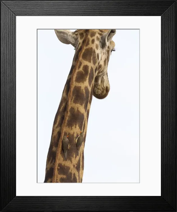 Framed Print : Giraffe (Giraffa camelopardalis) with redbilled oxpeckers (Buphagus erythrorhynchus) Framed Print : Giraffe (Giraffa camelopardalis) with redbilled oxpeckers (Buphagus erythrorhynchus)