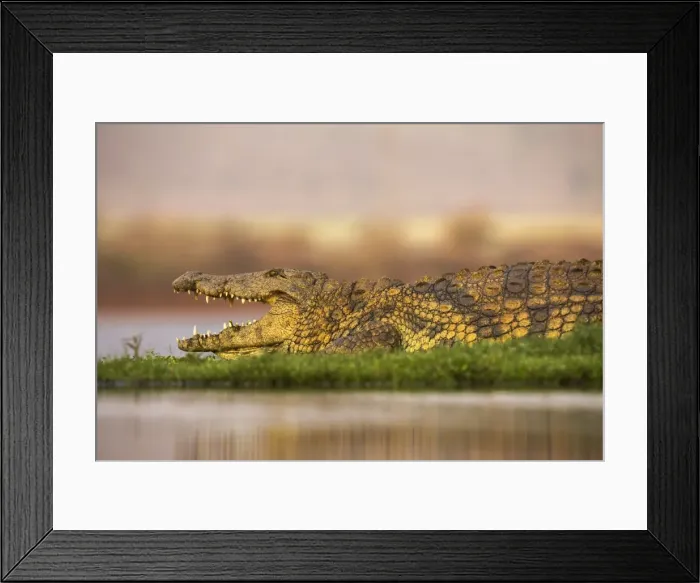Framed Print : Nile crocodile (Crocodylus niloticus), Zimanga private game reserve, KwaZulu-Natal