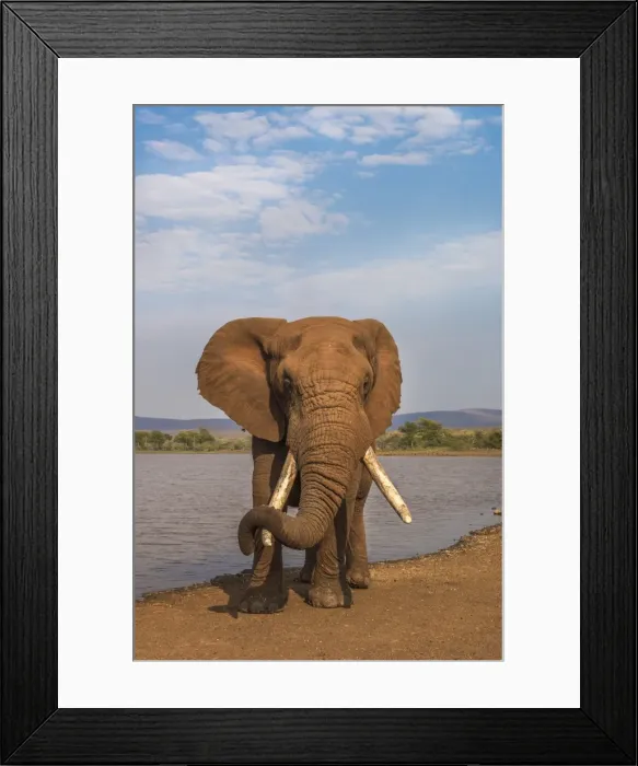 Framed Print : Elephant (Loxodonta africana) resting trunk on its tusk, Zimanga game reserve, KwaZulu-Natal Framed Print : Elephant (Loxodonta africana) resting trunk on its tusk, Zimanga game reserve, KwaZulu-Natal