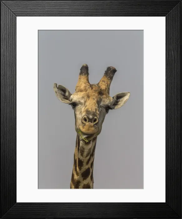 Framed Print : Giraffe (Giraffa camelopardalis) feeding, Kruger National Park, South Africa, Africa Framed Print : Giraffe (Giraffa camelopardalis) feeding, Kruger National Park, South Africa, Africa