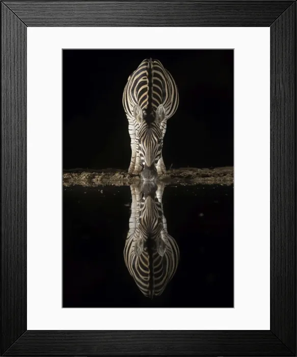 Framed Print : Plains zebra (Equus quagga) drinking at night, Zimanga private game reserve, KwaZulu-Natal Framed Print : Plains zebra (Equus quagga) drinking at night, Zimanga private game reserve, KwaZulu-Natal