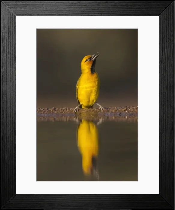 Framed Print : Spectacled weaver (Ploceus ocularis), Zimanga private game reserve, KwaZulu-Natal Framed Print : Spectacled weaver (Ploceus ocularis), Zimanga private game reserve, KwaZulu-Natal