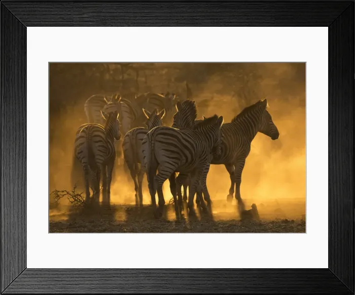 Framed Print : Plains zebra (Equus quagga), Zimanga private game reserve, KwaZulu-Natal, South Africa Framed Print : Plains zebra (Equus quagga), Zimanga private game reserve, KwaZulu-Natal, South Africa