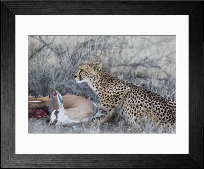 Framed Print : Cheetah (Acinonyx jubatus) on springbok kill, Kgalagadi Transfrontier Park, Northern Cape Framed Print : Cheetah (Acinonyx jubatus) on springbok kill, Kgalagadi Transfrontier Park, Northern Cape