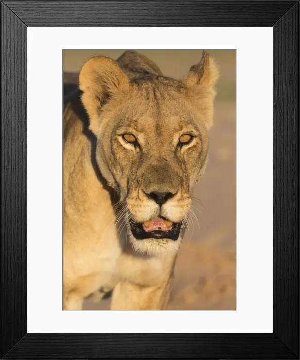 Framed Print : Lioness (Panthera leo) in the Kalahari, Kgalagadi Transfrontier Park, Northern Cape Framed Print : Lioness (Panthera leo) in the Kalahari, Kgalagadi Transfrontier Park, Northern Cape