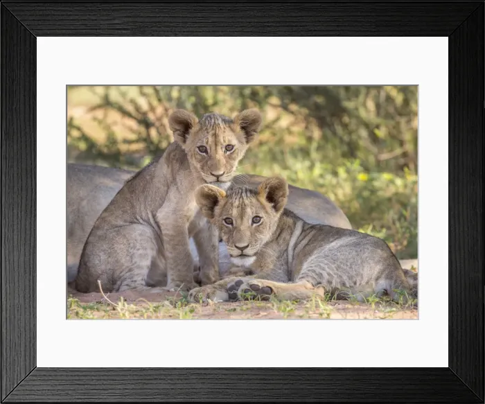 Framed Print : Lion cubs (Panthera leo) in the Kalahari, Kgalagadi Transfrontier Park, Northern Cape Framed Print : Lion cubs (Panthera leo) in the Kalahari, Kgalagadi Transfrontier Park, Northern Cape