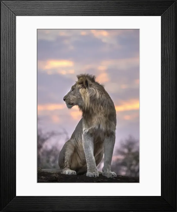 Framed Print : Lion (Panthera leo) at dawn, Zimanga private game reserve, KwaZulu-Natal, South Africa Framed Print : Lion (Panthera leo) at dawn, Zimanga private game reserve, KwaZulu-Natal, South Africa