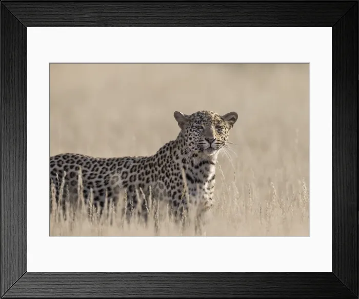Framed Print : Leopard female (Panthera pardus), Kgalagadi Transfrontier Park, South Africa, Africa Framed Print : Leopard female (Panthera pardus), Kgalagadi Transfrontier Park, South Africa, Africa