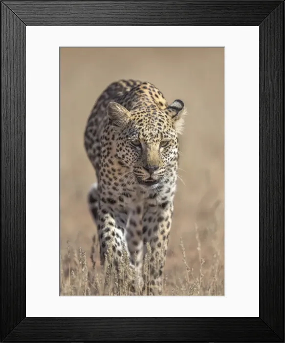 Framed Print : Leopard female (Panthera pardus), Kgalagadi Transfrontier Park, South Africa, Africa Framed Print : Leopard female (Panthera pardus), Kgalagadi Transfrontier Park, South Africa, Africa