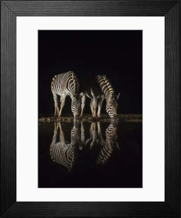 Framed Print : Plains zebra (Equus quagga) drinking at night, Zimanga private game reserve, KwaZulu-Natal Framed Print : Plains zebra (Equus quagga) drinking at night, Zimanga private game reserve, KwaZulu-Natal