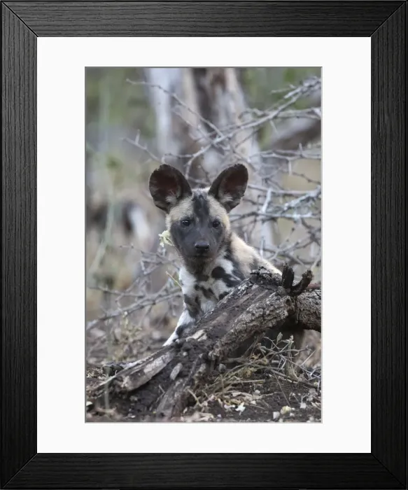 Framed Print : African wild dog pup (Lycaon pictus), Zimanga private game reserve, KwaZulu-Natal Framed Print : African wild dog pup (Lycaon pictus), Zimanga private game reserve, KwaZulu-Natal
