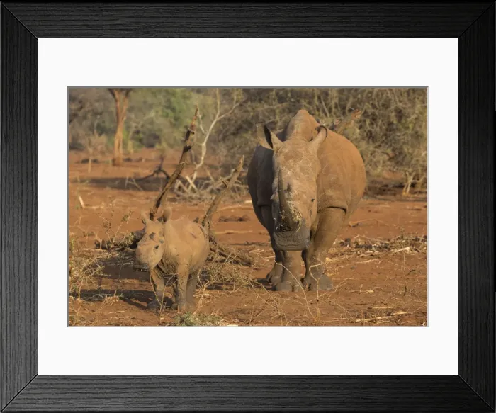 Framed Print : White rhino (Ceratotherium simum) cow with calf, Zimanga private game reserve, KwaZulu-Natal Framed Print : White rhino (Ceratotherium simum) cow with calf, Zimanga private game reserve, KwaZulu-Natal
