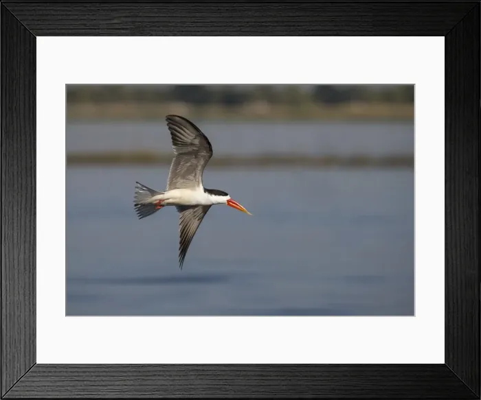 Framed Print : African skimmer (Rhynchops flavirostris), Chobe River, Botswana, Africa Framed Print : African skimmer (Rhynchops flavirostris), Chobe River, Botswana, Africa