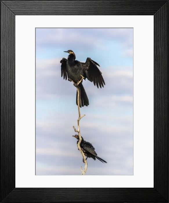 Framed Print : African darter (Anhinga rufa), Chobe River, Botswana, Africa Framed Print : African darter (Anhinga rufa), Chobe River, Botswana, Africa