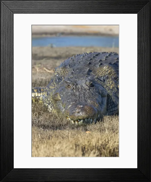 Framed Print : Nile crocodile (Crocodylus niloticus), Chobe River, Botswana, Africa
