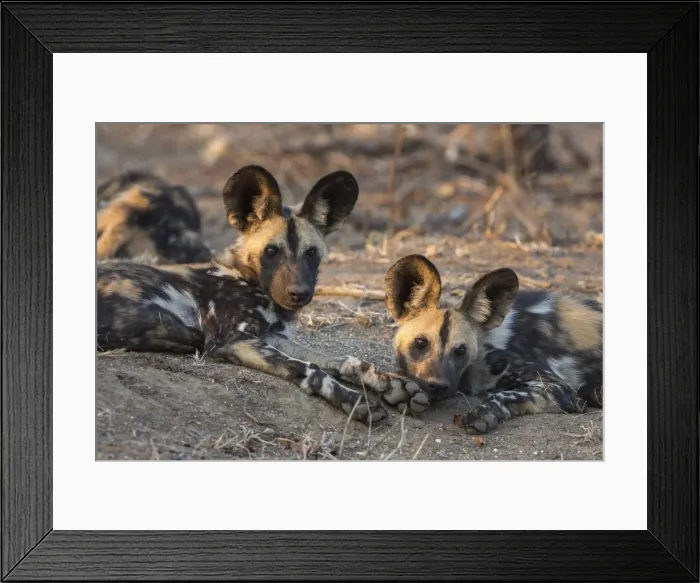 Framed Print : African wild dog (Lycaon pictus) at rest, Kruger National Park, South Africa, Africa Framed Print : African wild dog (Lycaon pictus) at rest, Kruger National Park, South Africa, Africa
