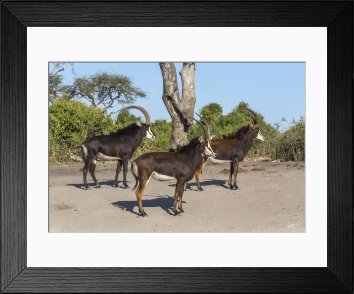 Framed Print : Sable (Hippotragus niger), Chobe National Park, Botswana, Africa Framed Print : Sable (Hippotragus niger), Chobe National Park, Botswana, Africa
