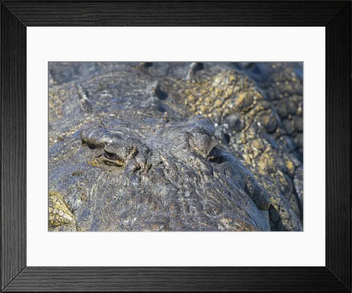 Framed Print : Nile crocodile (Crocodylus niloticus), Chobe River, Botswana, Africa Framed Print : Nile crocodile (Crocodylus niloticus), Chobe River, Botswana, Africa