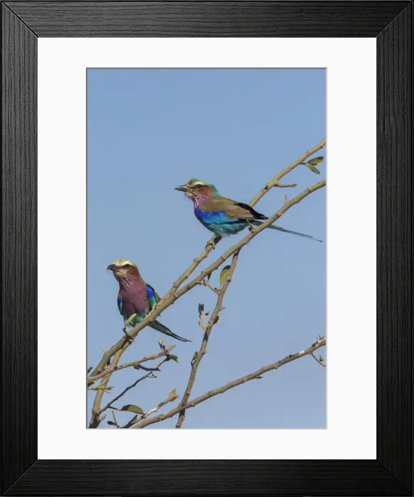 Framed Print : Lilacbreasted rollers (Coracias caudatus), Chobe National Park, Botswana, Africa Framed Print : Lilacbreasted rollers (Coracias caudatus), Chobe National Park, Botswana, Africa