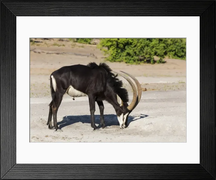 Framed Print : Sable (Hippotragus niger) licking salt, Chobe National Park, Botswana, Africa Framed Print : Sable (Hippotragus niger) licking salt, Chobe National Park, Botswana, Africa