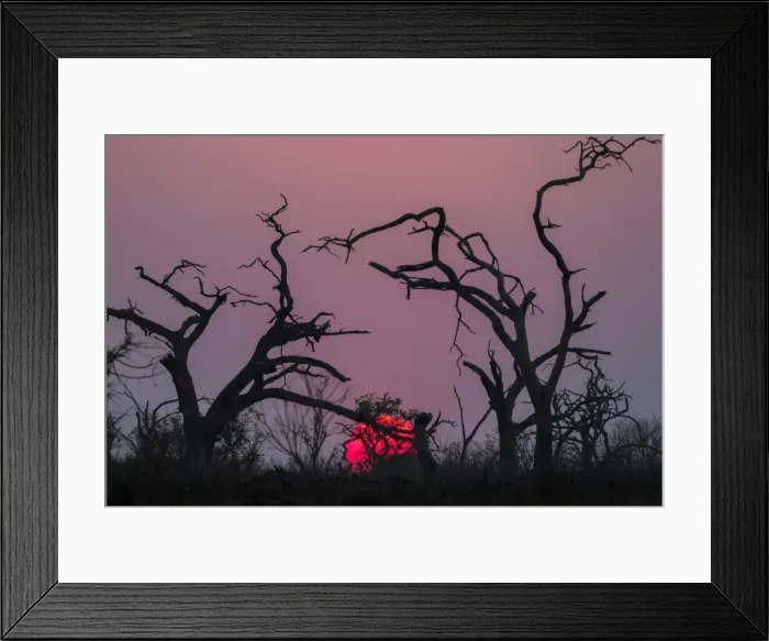 Framed Print : Sunset, Chobe National Park, Botswana, Africa Framed Print : Sunset, Chobe National Park, Botswana, Africa