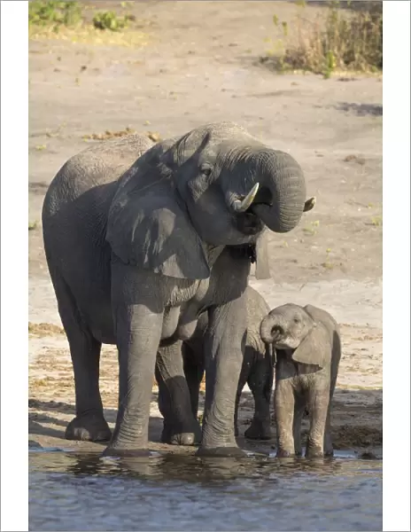 African elephants (Loxodonta africana) drinking at river, Chobe River, Botswana, Africa