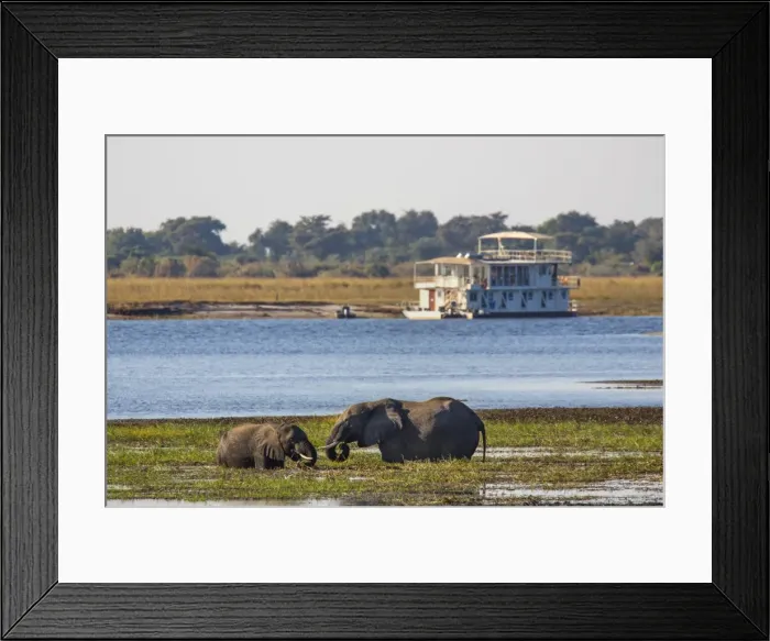 Framed Print : African elephants (Loxodonta africana) grazing, Chobe River, Botswana, Africa Framed Print : African elephants (Loxodonta africana) grazing, Chobe River, Botswana, Africa