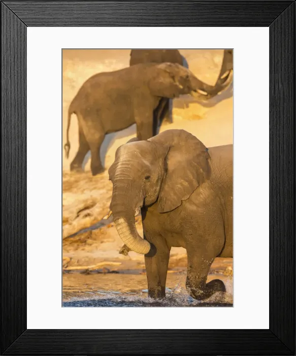 Framed Print : African elephant (Loxodonta africana) at dust bath, Chobe National Park, Botswana, Africa Framed Print : African elephant (Loxodonta africana) at dust bath, Chobe National Park, Botswana, Africa