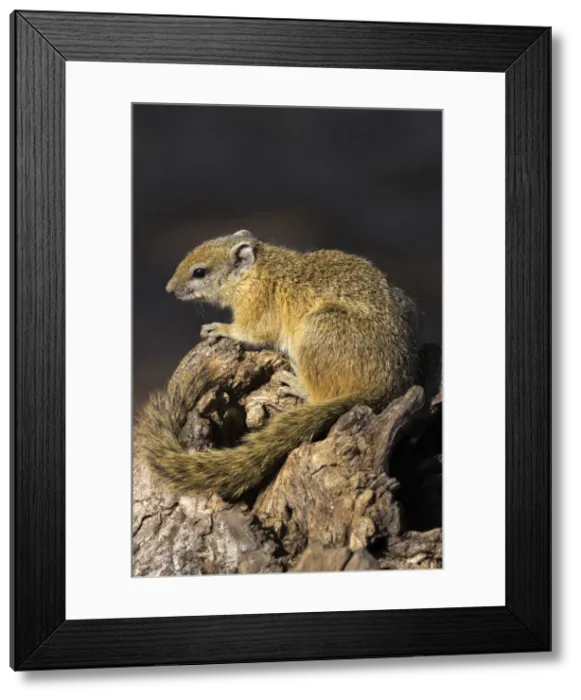 Framed Print : Tree (yellow-footed) squirrel (Paraxerus cepapi), Chobe National Park, Botswana, Africa Framed Print : Tree (yellow-footed) squirrel (Paraxerus cepapi), Chobe National Park, Botswana, Africa