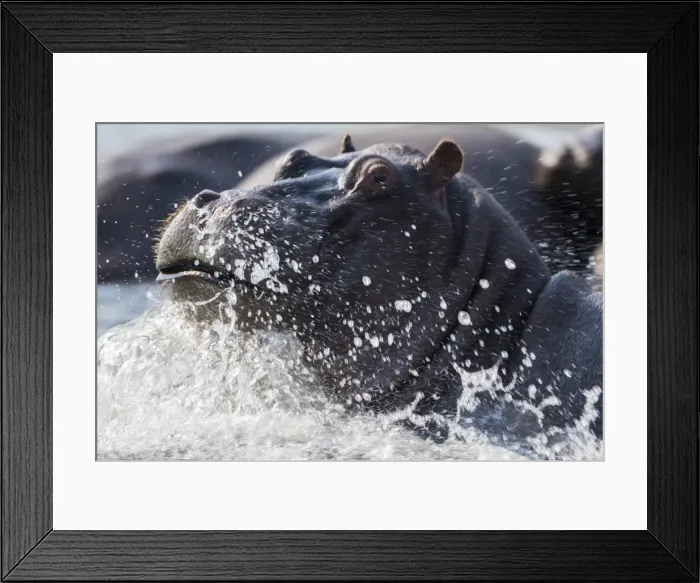 Framed Print : Hippopotamus (Hippopotamus amphibius) splashing, Chobe River, Botswana, Africa Framed Print : Hippopotamus (Hippopotamus amphibius) splashing, Chobe River, Botswana, Africa