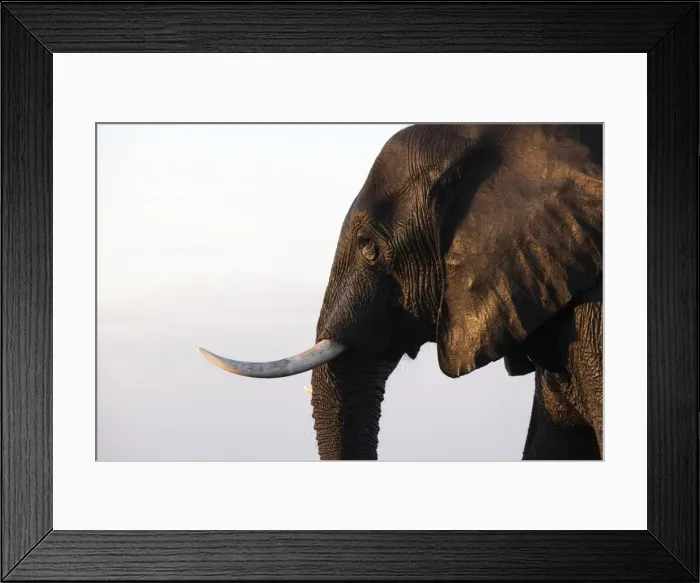 Framed Print : African elephant (Loxodonta africana), Chobe National Park, Botswana, Africa Framed Print : African elephant (Loxodonta africana), Chobe National Park, Botswana, Africa