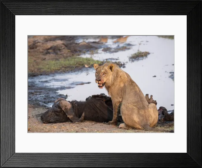 Framed Print : Young male lion (Panthera leo) on buffalo kill, Chobe National Park, Botswana, Africa Framed Print : Young male lion (Panthera leo) on buffalo kill, Chobe National Park, Botswana, Africa