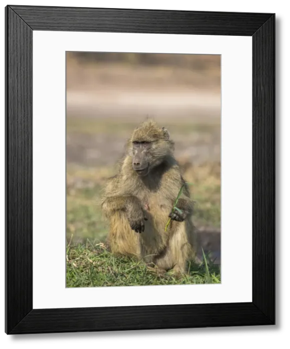 Framed Print : Chacma baboon (Papio ursinus) feeding, Chobe National Park, Botswana, Africa Framed Print : Chacma baboon (Papio ursinus) feeding, Chobe National Park, Botswana, Africa