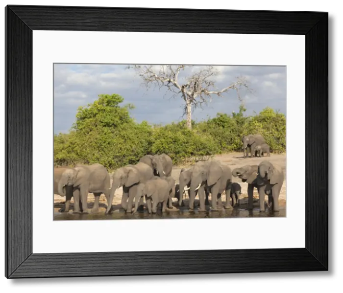 Framed Print : African elephants (Loxodonta africana) drinking at river, Chobe River, Botswana, Africa Framed Print : African elephants (Loxodonta africana) drinking at river, Chobe River, Botswana, Africa