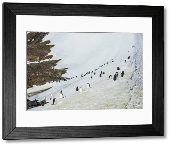 Framed Print : Penguins, Hope Bay, Antarctica, Polar Regions Framed Print : Penguins, Hope Bay, Antarctica, Polar Regions