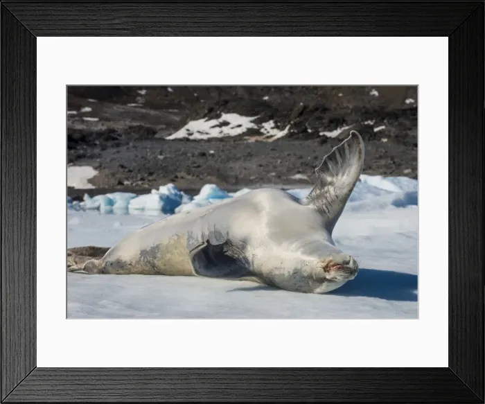 Framed Print : Crabeater Seal (Lobodon carcinophaga) (carcinophagus) lies on its back on an ice floe in Hope Bay Framed Print : Crabeater Seal (Lobodon carcinophaga) (carcinophagus) lies on its back on an ice floe in Hope Bay