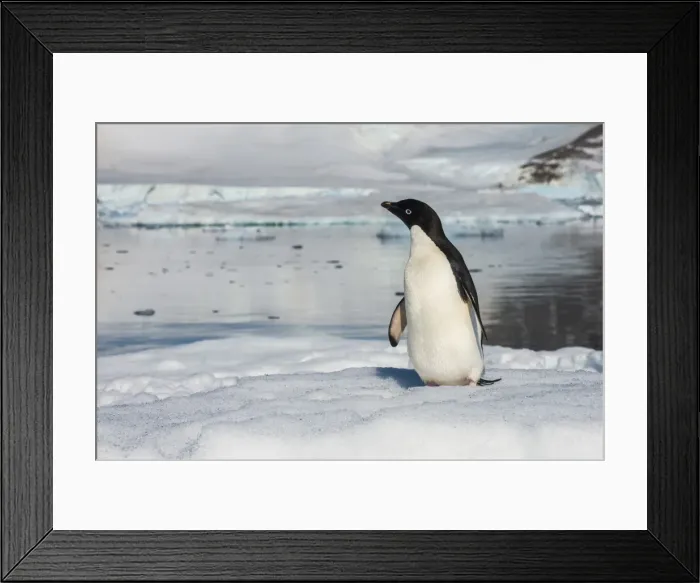 Framed Print : Adelie penguin (Pygoscelis adeliae) colony in Hope Bay, Antarctica, Polar Regions Framed Print : Adelie penguin (Pygoscelis adeliae) colony in Hope Bay, Antarctica, Polar Regions