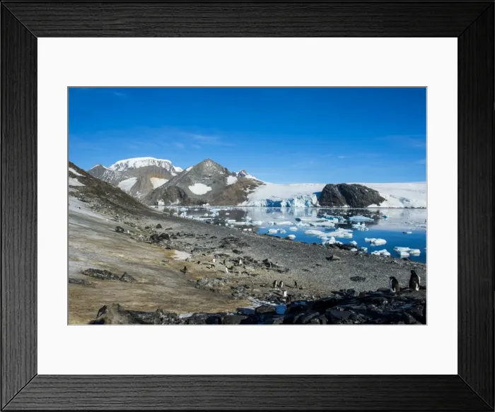 Framed Print : Adelie penguin (Pygoscelis adeliae) colony in Hope Bay, Antarctica, Polar Regions Framed Print : Adelie penguin (Pygoscelis adeliae) colony in Hope Bay, Antarctica, Polar Regions