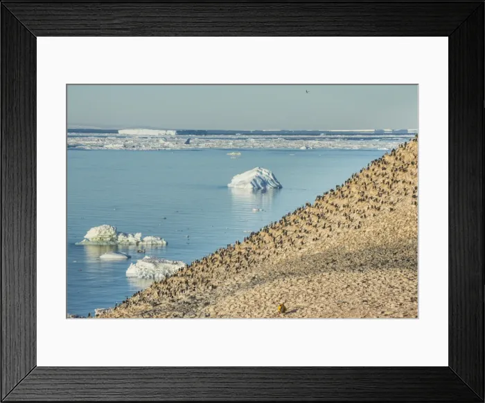 Framed Print : Mountain full of imperial shags (Phalacrocorax atriceps), Paulet Island, Antarctica Framed Print : Mountain full of imperial shags (Phalacrocorax atriceps), Paulet Island, Antarctica