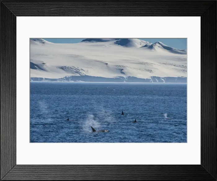 Framed Print : Killer whales (orcas) (Orcinus orca) hunting, Weddell, Sea, Antarctica, Polar Regions Framed Print : Killer whales (orcas) (Orcinus orca) hunting, Weddell, Sea, Antarctica, Polar Regions