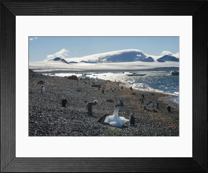 Framed Print : Adelie and gentoo penguins, Brown Bluff, Tabarin Peninsula, Antarctica, Polar Regions Framed Print : Adelie and gentoo penguins, Brown Bluff, Tabarin Peninsula, Antarctica, Polar Regions