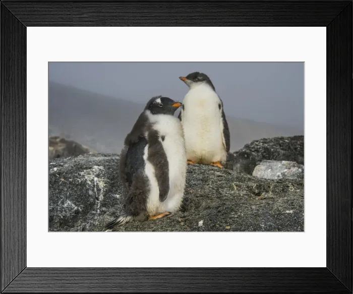Framed Print : Long-tailed gentoo penguins (Pygoscelis papua), Gourdin Island, Antarctica, Polar Regions Framed Print : Long-tailed gentoo penguins (Pygoscelis papua), Gourdin Island, Antarctica, Polar Regions