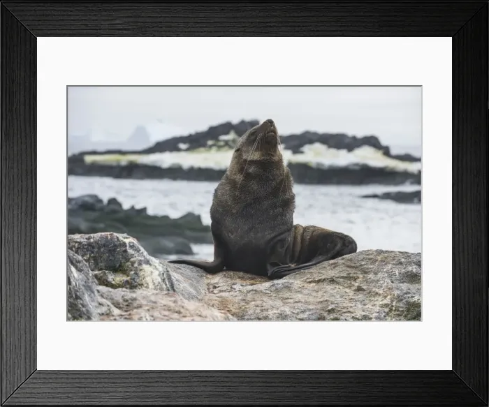 Framed Print : Antarctic fur seal (Arctocephalus gazella), Gourdin Island, Antarctica, Polar Regions Framed Print : Antarctic fur seal (Arctocephalus gazella), Gourdin Island, Antarctica, Polar Regions