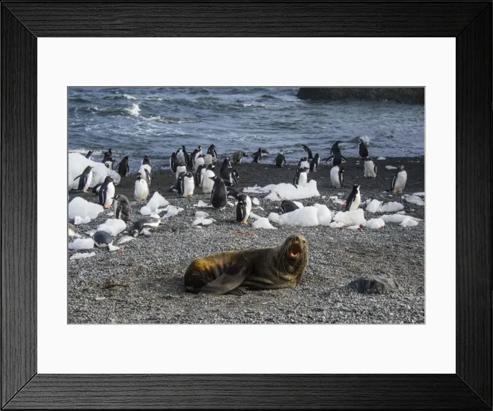 Framed Print : Antarctic fur seal (Arctocephalus gazella) in front of a colony of long-tailed gentoo penguins Framed Print : Antarctic fur seal (Arctocephalus gazella) in front of a colony of long-tailed gentoo penguins