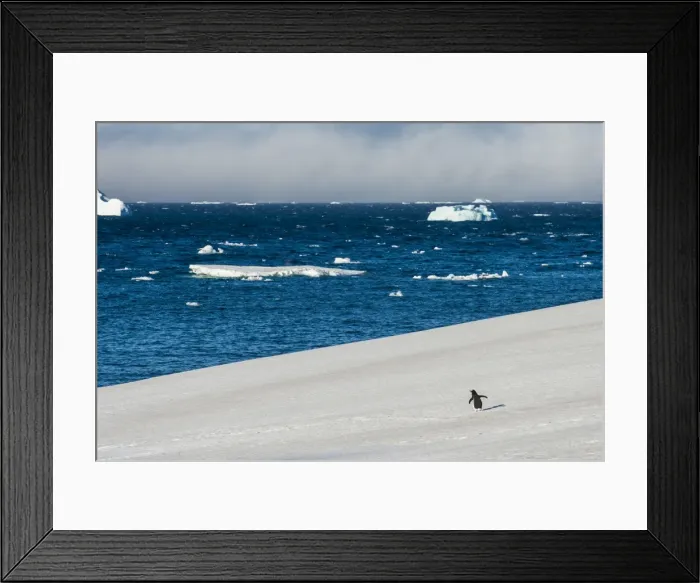 Framed Print : Little gentoo penguin walking on a glacier, Brown Bluff, Antarctica, Polar Regions