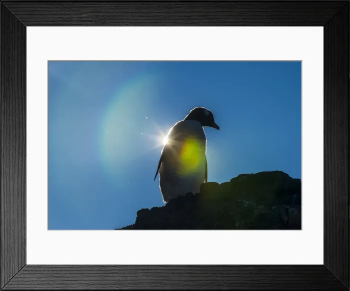 Framed Print : Gentoo penguin (Pygoscelis papua) in backlight, Brown Bluff, Antarctica, Polar Regions Framed Print : Gentoo penguin (Pygoscelis papua) in backlight, Brown Bluff, Antarctica, Polar Regions