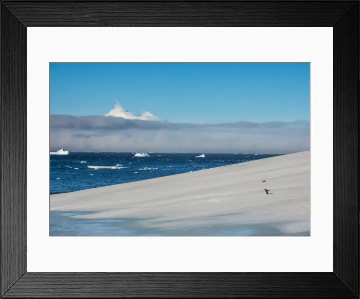 Framed Print : Little gentoo penguin walking on a glacier, Brown Bluff, Antarctica, Polar Regions Framed Print : Little gentoo penguin walking on a glacier, Brown Bluff, Antarctica, Polar Regions